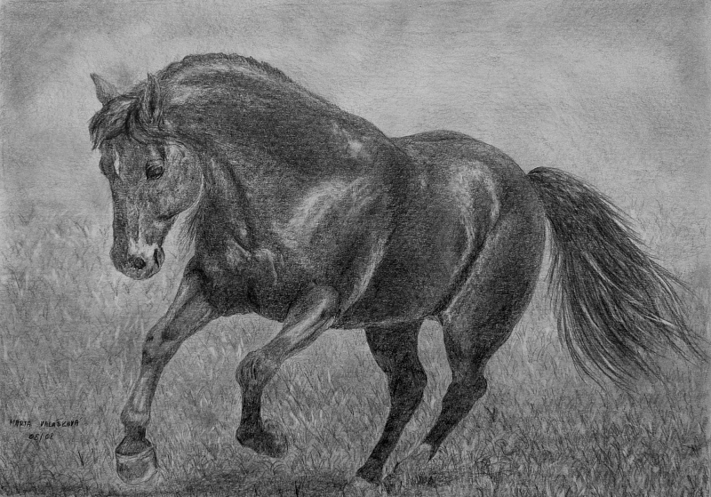 Quarter Horse